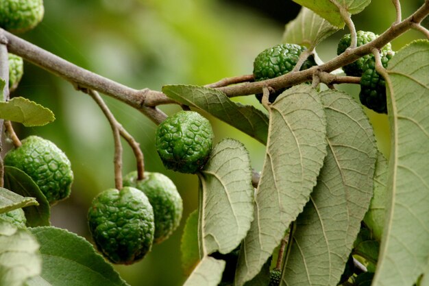 Les fruits de l'arbre sauvage suspendus dans l'arbre.