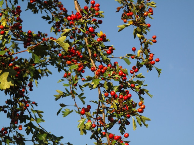 Fruits de l'aubépine (Crataegus monogyna)