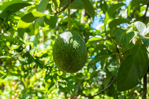 Fruits d'avocat sur l'arbre