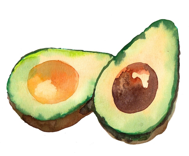 Fruits d'avocat. Dessin à l'encre et à l'aquarelle