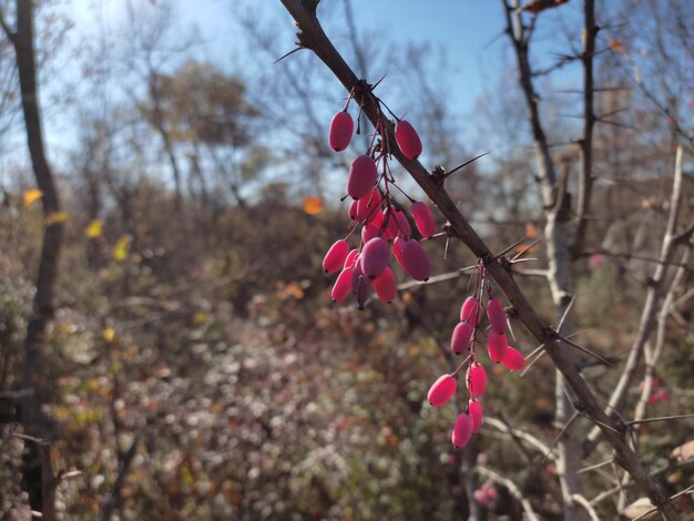 Fruits de Berberis