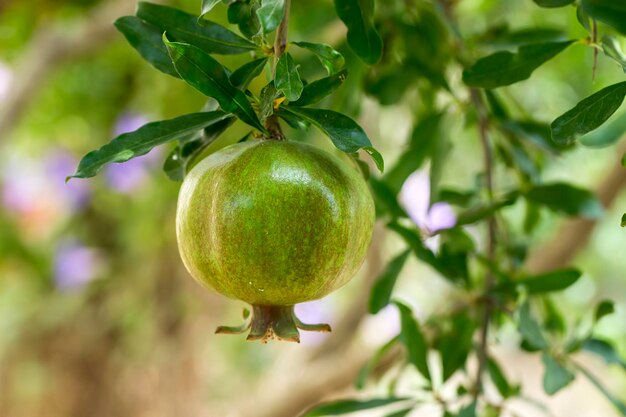 Fruits biologiques frais; grenadier. Agriculture naturelle.