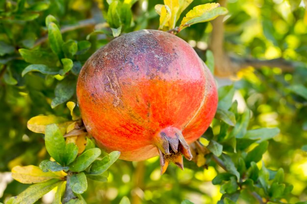 Fruits biologiques frais; grenadier. Agriculture naturelle.