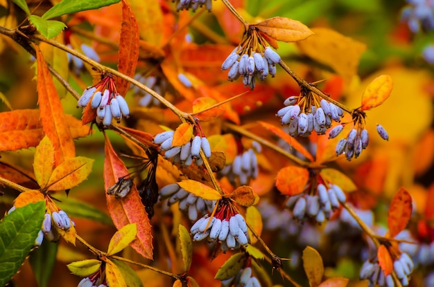 Fruits bleus de l'épine-vinette dans le fond d'automne saisonnier naturel du parc d'automne coloré