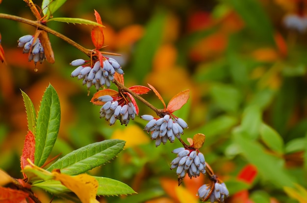 Fruits bleus d'épine-vinette dans le parc d'automne coloré, fond d'automne saisonnier naturel