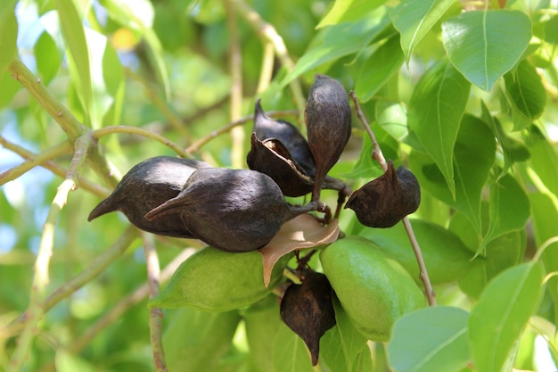 Fruits de Brachychiton populneus, communément appelé kurrajong