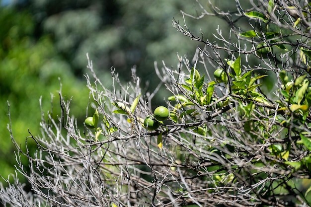 Fruits sur les branches des citronniers