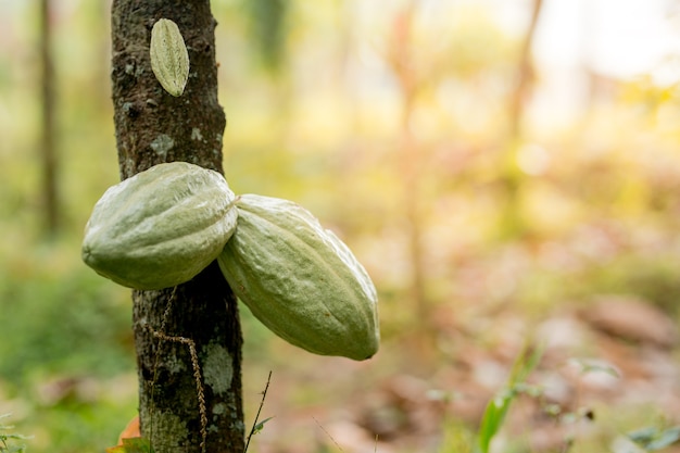 Fruits de cacao accrochés à l'arbre