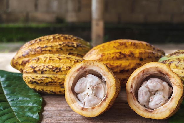 Fruits de cacao coupés en deux et cabosses de cacao