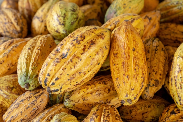 Fruits de cacao, fèves de cacao crues et fond de gousses de cacao