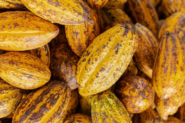 Fruits de cacao, fèves de cacao crues et fond de gousses de cacao