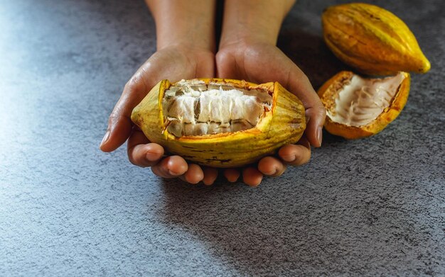 Fruits de cacao frais à la main