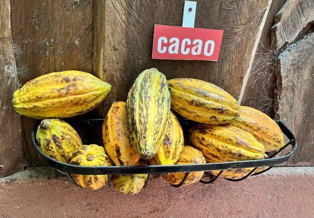 Fruits de cacao mûrs Les fèves de cacao en sont extraites puis grillées