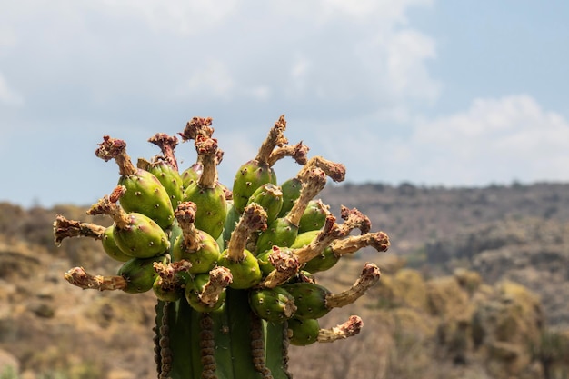 Fruits de cactus Carnegiea gigantea Saguaro sur désert