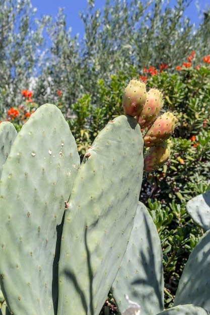 Les fruits de cactus Opuntia poussent en gros plan