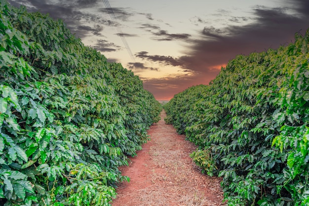 Fruits de café dans une ferme de café et des plantations au Brésil