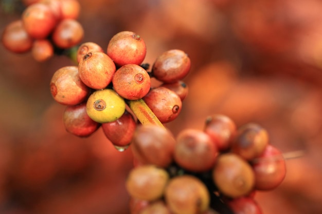 Photo fruits de café qui approchent du moment de la récolte de belles couleurs