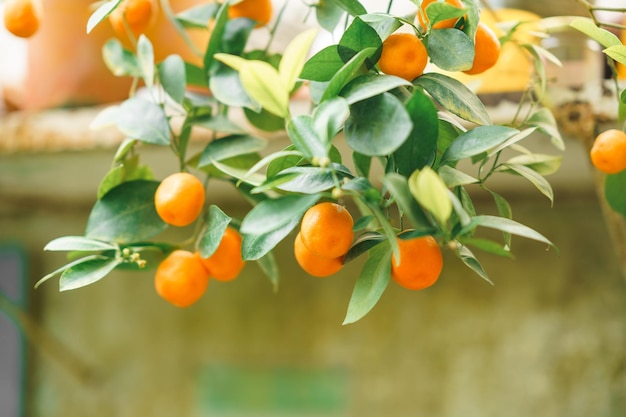 fruits de calamondin orange sur un arbre parmi le feuillage vert en gros plan dans une serre