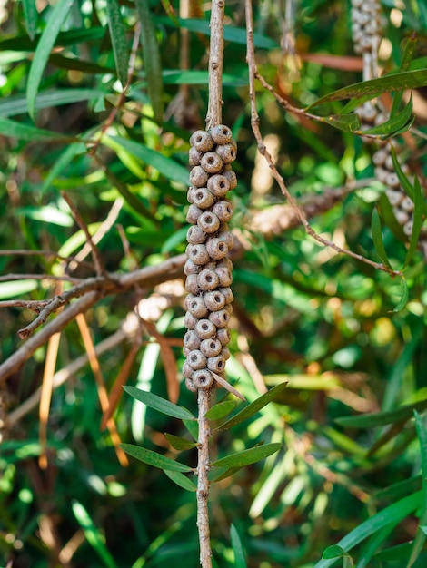 Fruits de Callistemon rouge vif sur une branche dans le parc