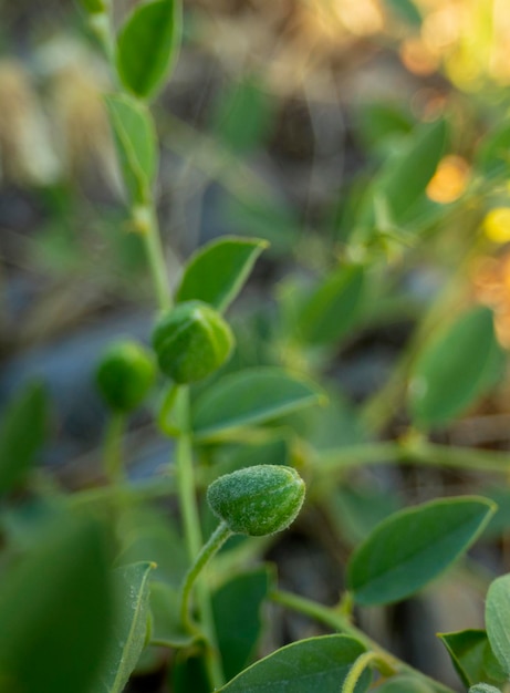 Fruits de câpres Capparis libre