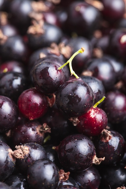 Fruits de cassis comme arrière-plan pour la conception