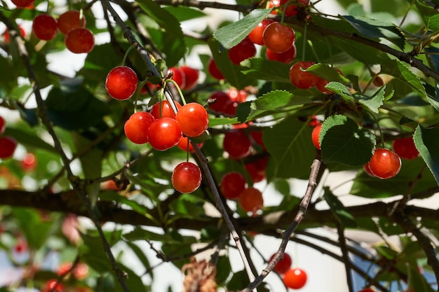 Fruits cerises sur fond de ciel bleu et de feuilles vertes. La cerise mûrit dans le jardin.