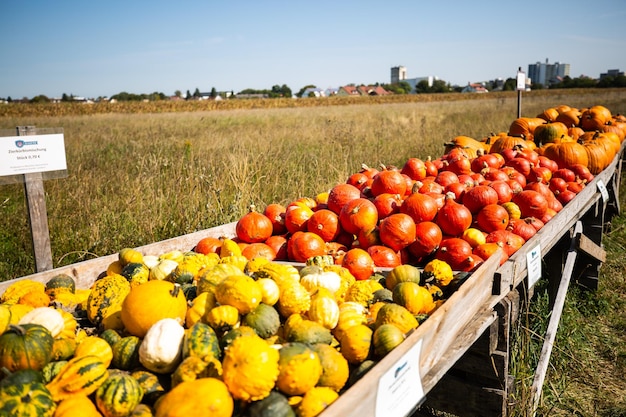 Photo fruits sur le champ