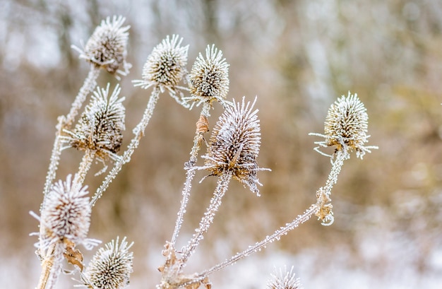 Fruits de chardon sec recouverts de givre en hiver_