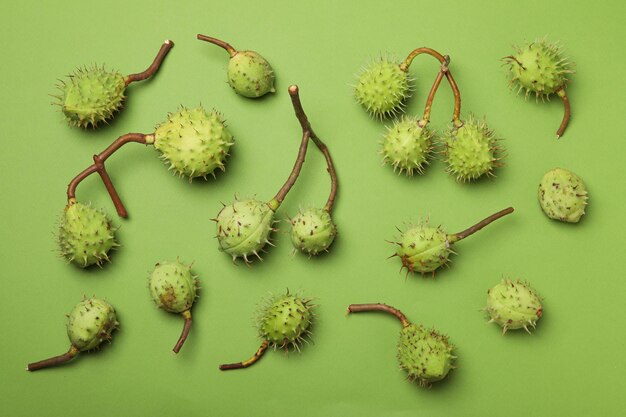 Fruits de châtaigne verte sur fond vert