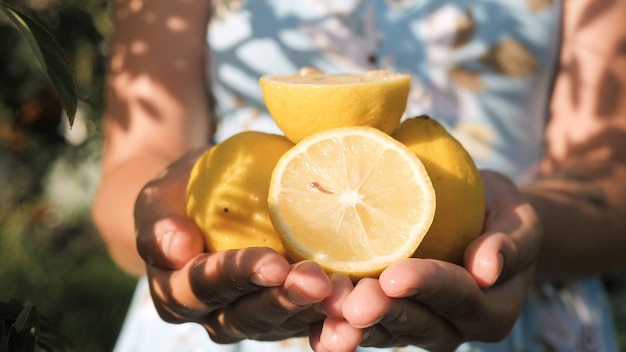 Fruits de citron. Les mains féminines tiennent plusieurs beaux citrons frais dans les paumes par beau temps. Vue rapprochée