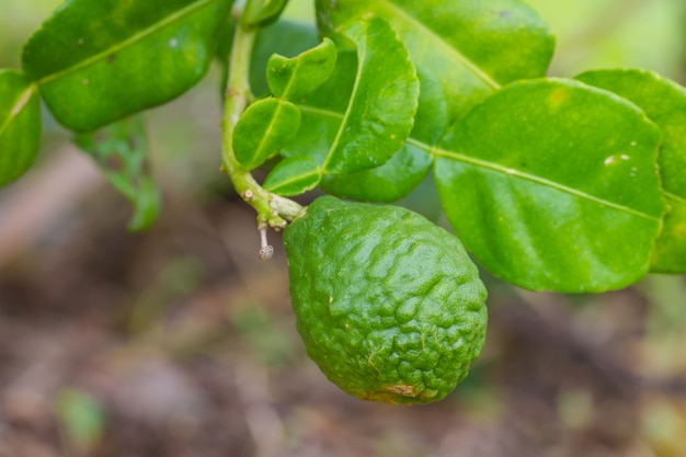 Fruits de citron vert ou bergamote sur l&#39;arbre