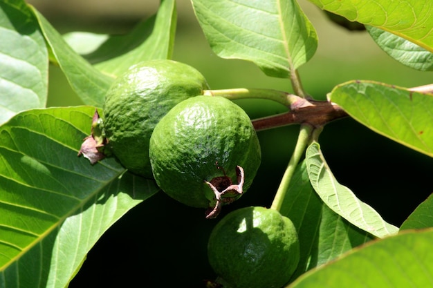 Fruits communs de goyave sur l'arbre