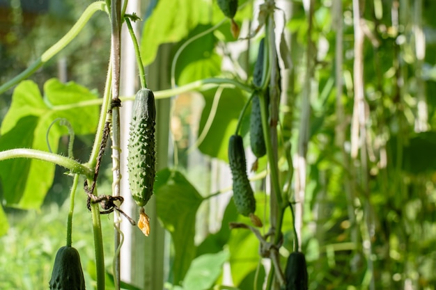 fruits de concombres accrochés aux branches de la serre sous les rayons lumineux du soleil