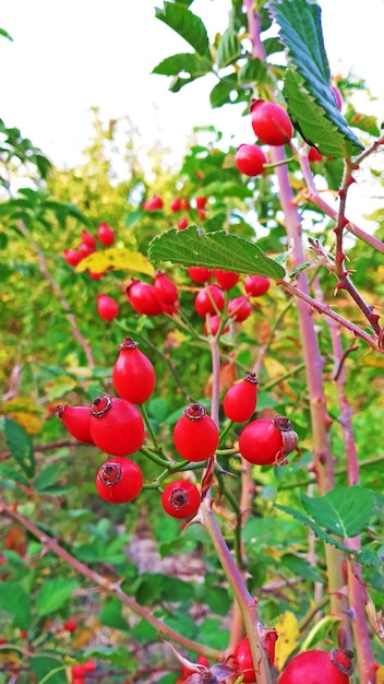 Photo fruits de cornel pendant la saison d'automne