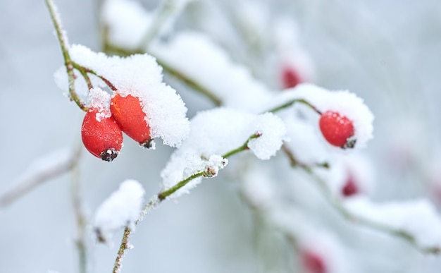 Fruits couverts de neige suspendus à des branches en hiver Fleurs et feuilles congelées sous une couverture de neige Branches givrées poussant par temps froid dans la forêt Rosée glacée tôt le matin dans les bois de la nature