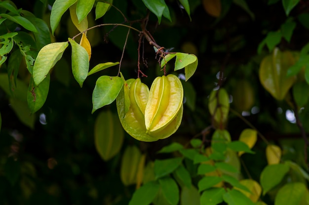 Fruits crus frais d'étoile accrochant sur son arbre