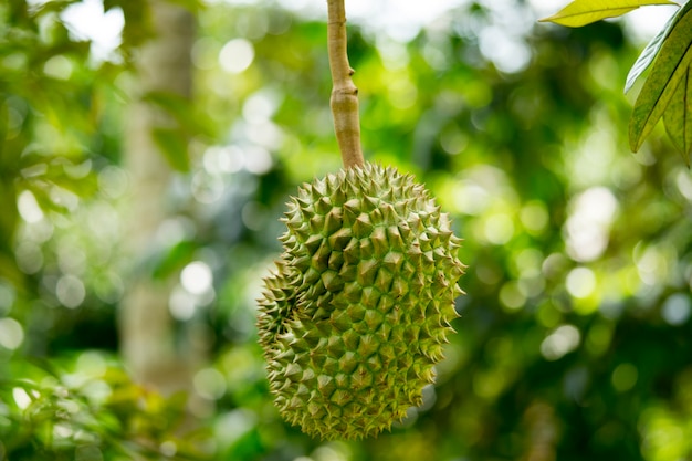 Fruits cultivés