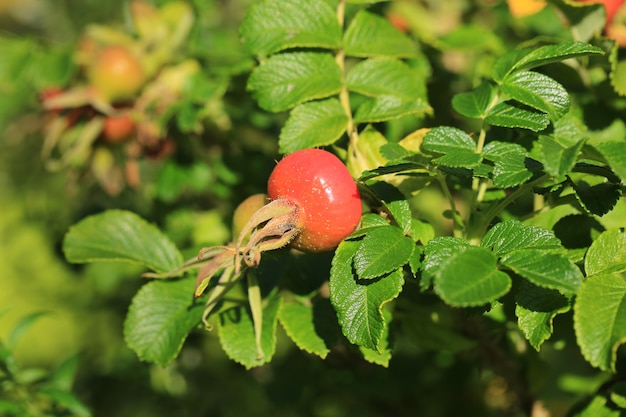 Fruits dans le jardin