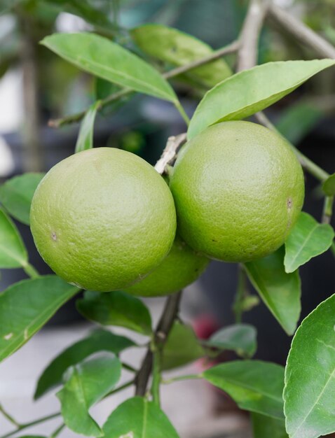 Photo fruits du pomelo