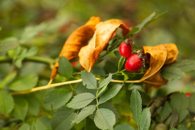 Fruits d'églantier rouge en automne