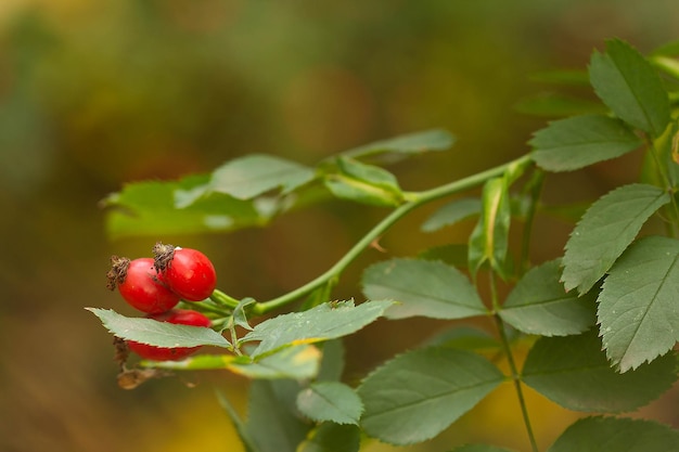 Fruits d'églantier rouge en automne
