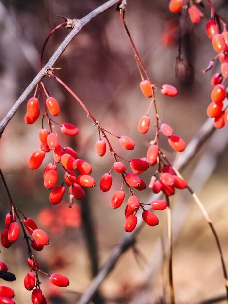 Fruits d'épine-vinette à la fin de l'automne