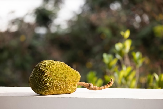 Fruits d'été asiatiques nommés Jacquier nom scientifique Artocarpus heterophyllus, Jacquier arbre.