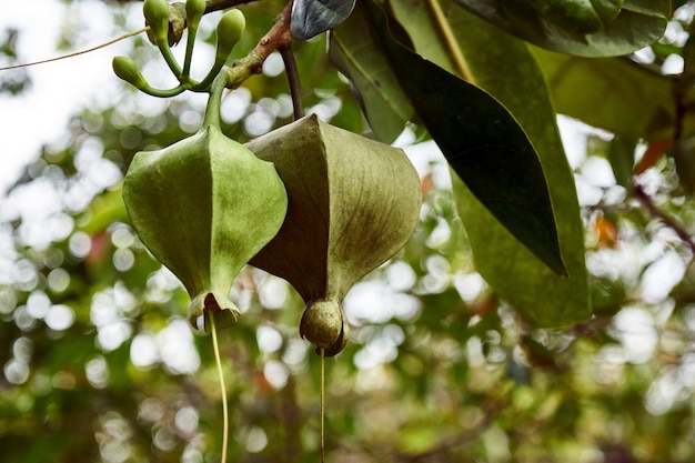 Fruits étranges sur un arbre. Koh Tao, Thaïlande