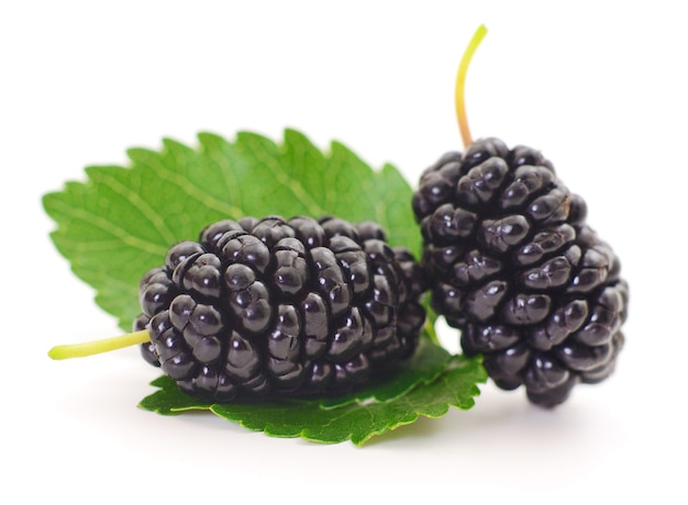 Fruits et feuilles de mûres
