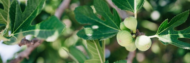 Fruits de figues vertes non mûres sur la branche d'un figuier ou d'une sycamine avec des feuilles de plantes cultivées sur une ferme de jardin sauvage dans une bannière de jour d'été ensoleillé