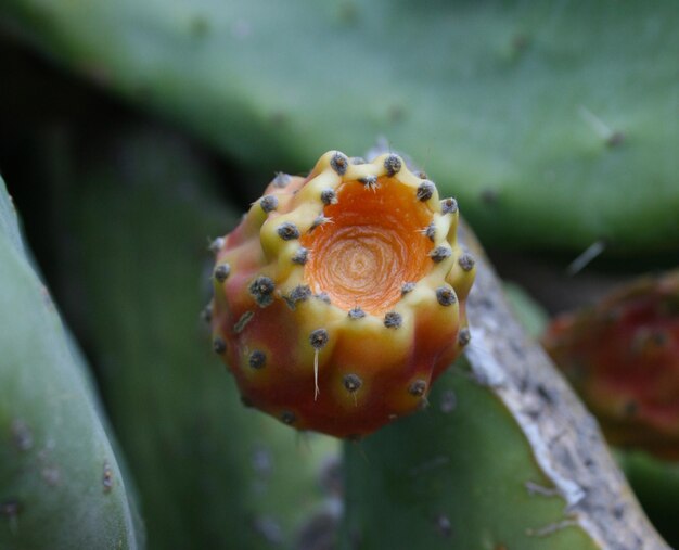 Fruits Figuier de barbarie Opuntia en Grèce