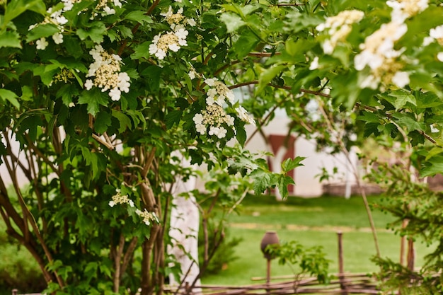 Fruits en fleurs et pomme de baies sur fond de maison et d'une clôture dans un village ukrainien