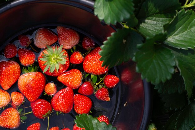 Photo fruits frais fraise rouge / image agrandi.