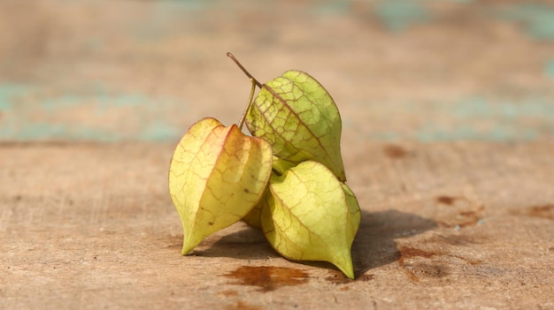 fruits frais mûrs dorés. Connu sous le nom de baie du cap d'oie, ciplukan, ceplukan, inca, morille, cerise.